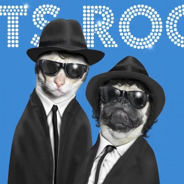 Pets Rock
